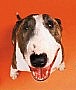 PitBulll